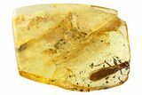 Detailed Fossil Stonefly (Plecoptera) In Baltic Amber #357893-1